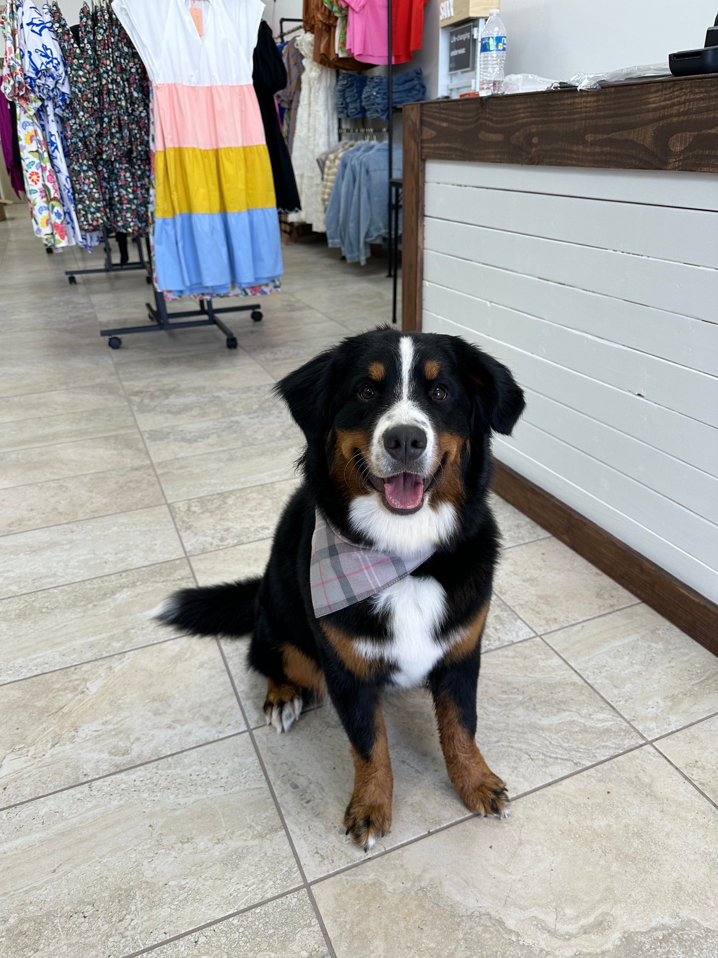 Barbour Pink Tartan Dog Bandana
