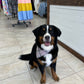 Barbour Pink Tartan Dog Bandana
